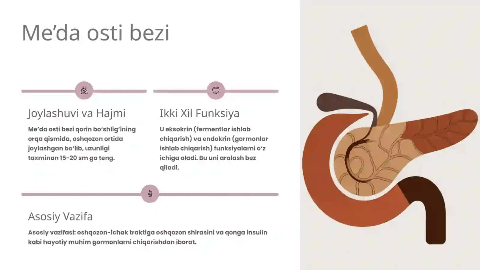 Me’da osti bezi: Tuzilishi, vazifalari va kasalliklari 2