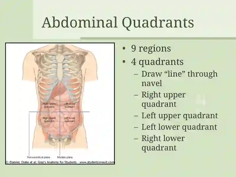 Surface Anatomy 2