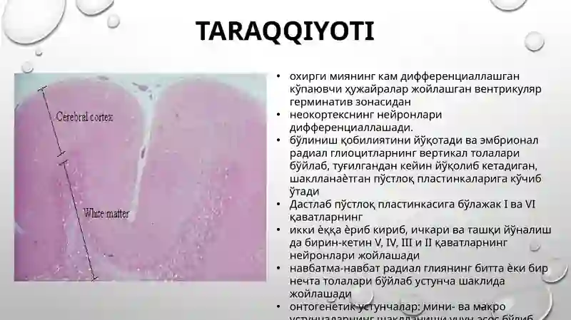 bosh miya po'stlog'i gistologiyasi 2