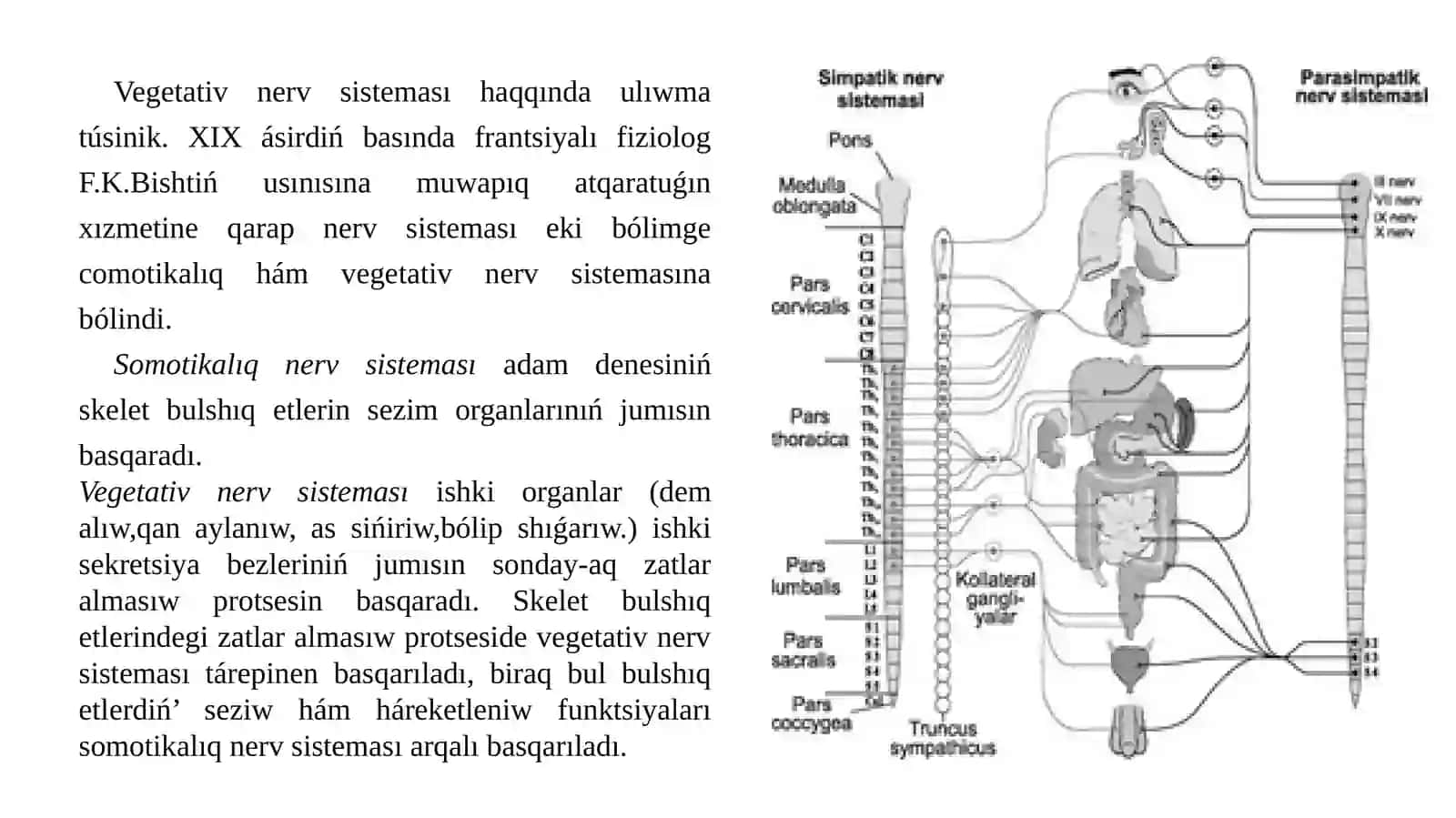 Vegetativnervsisteması.Seziwaǵzalar 2