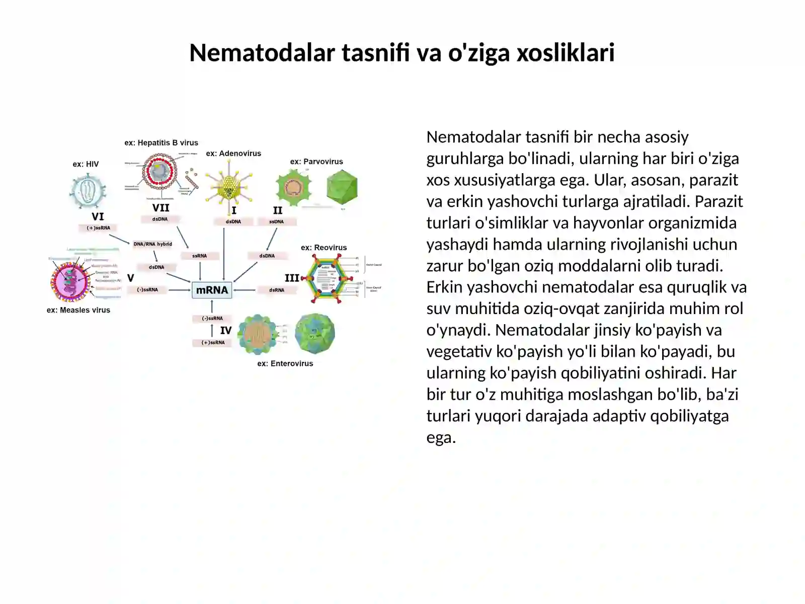 Nematodalar sinifi: Umumiy ma'lumotlar 2