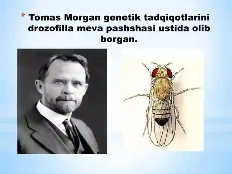 Belgilarning jinsga bog‘liq holda irsiylanishidars taqdimoti 2