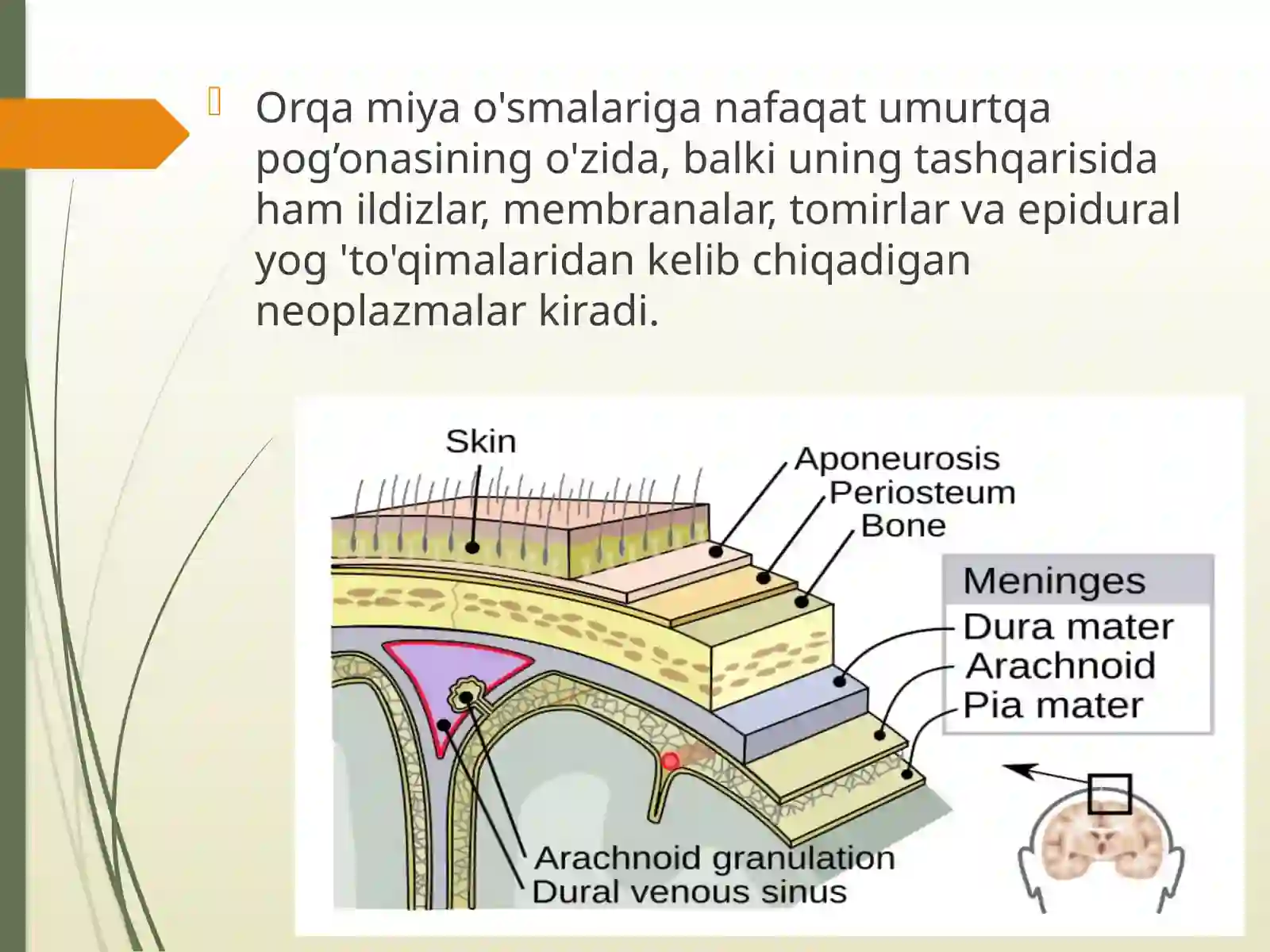 Orqa miya o’smalari 2