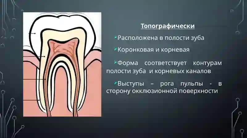 Пульпа. Строение, функции. Возрастные изменения.Пульпит, этиология, патогенез, классификация 2