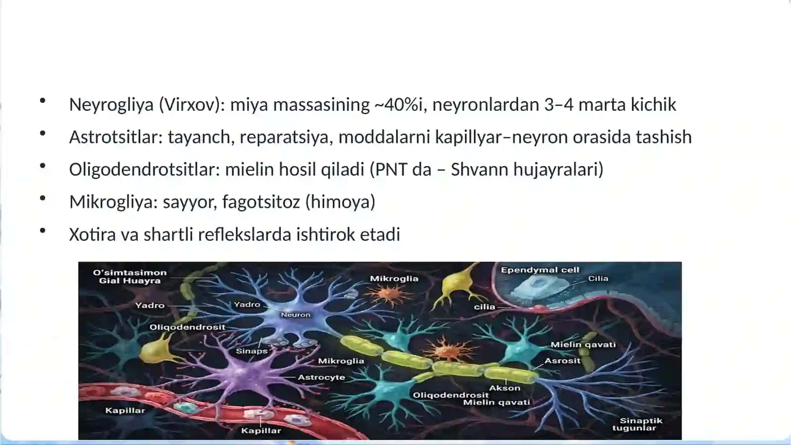 Glia hujayralar 2