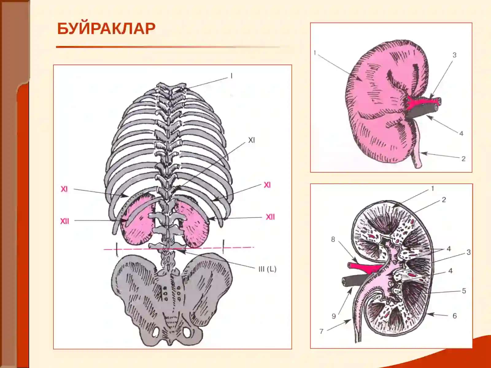 МАЪРУЗА №15БУЙРАК КАСАЛЛИГИ БИЛАН ОҒРИГАН БЕМОРЛАРНИ ТЕКШИРИШ 2