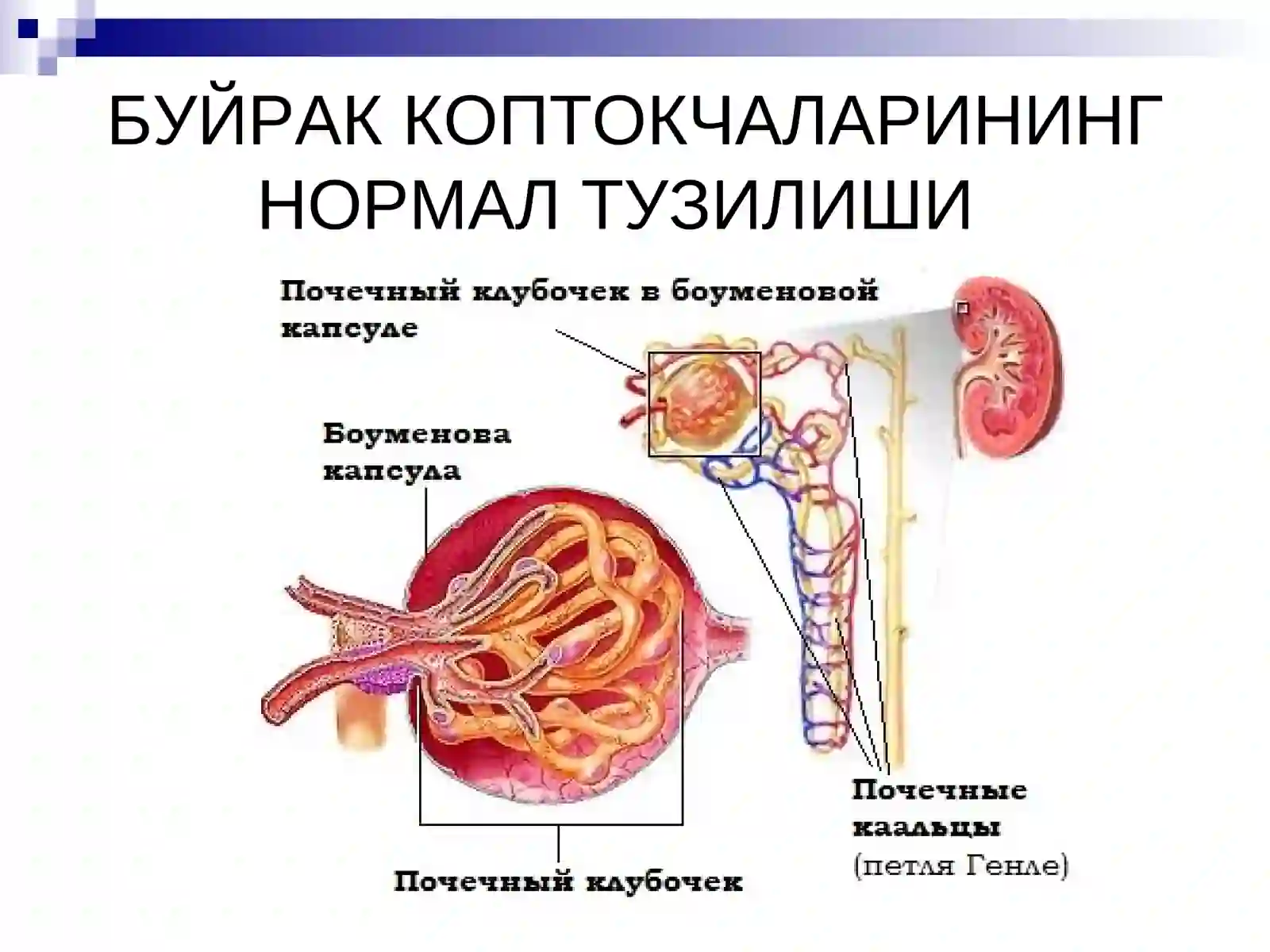 Гломерулонефри́т 2