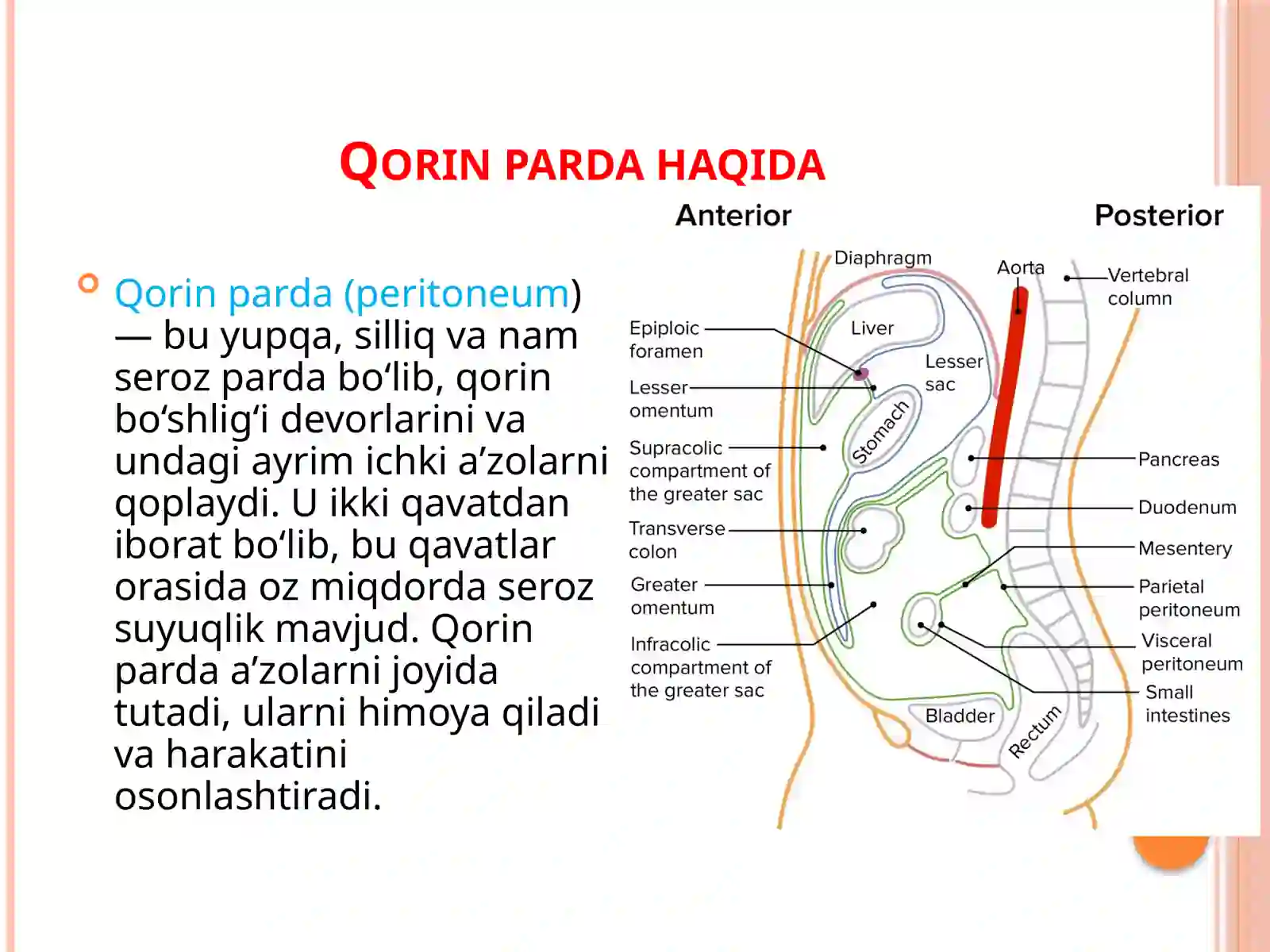 Qorinparda 2