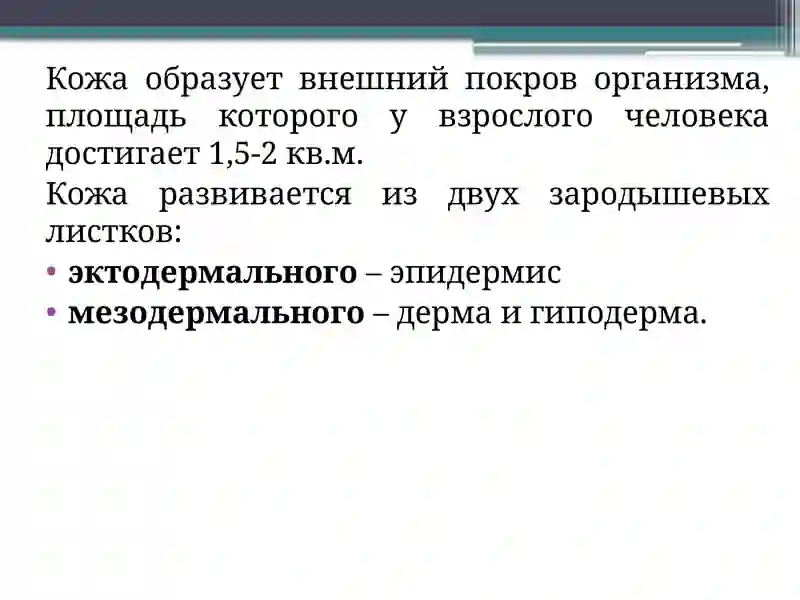 Строение кожи 2