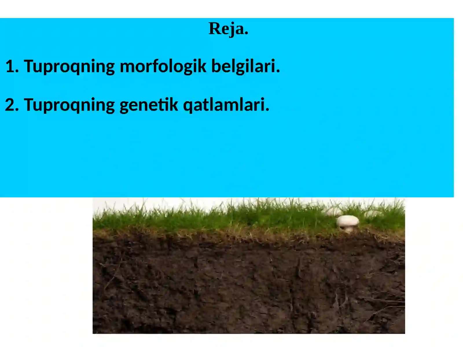 tuproq morfologiyasi 2