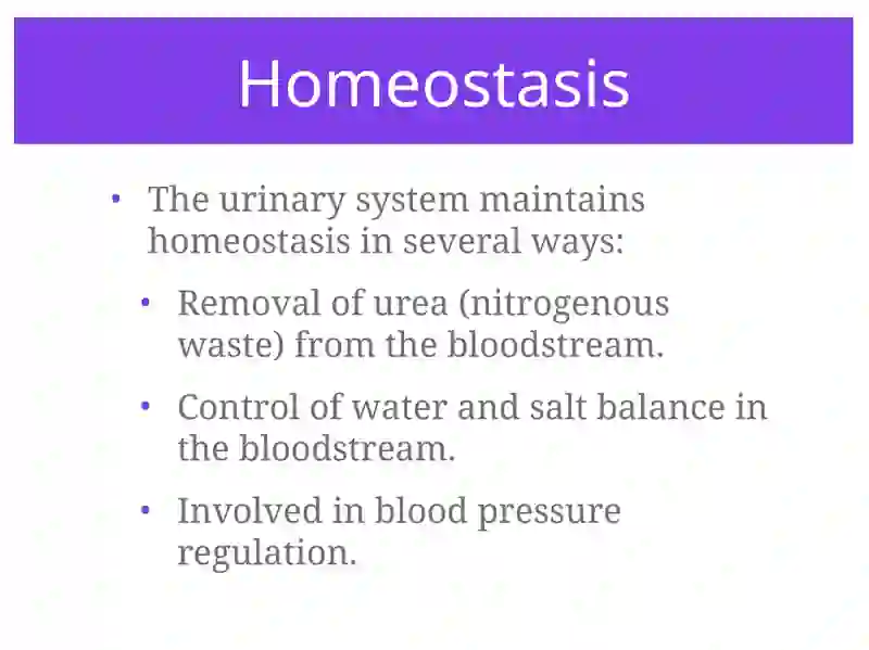 Urinary System 2