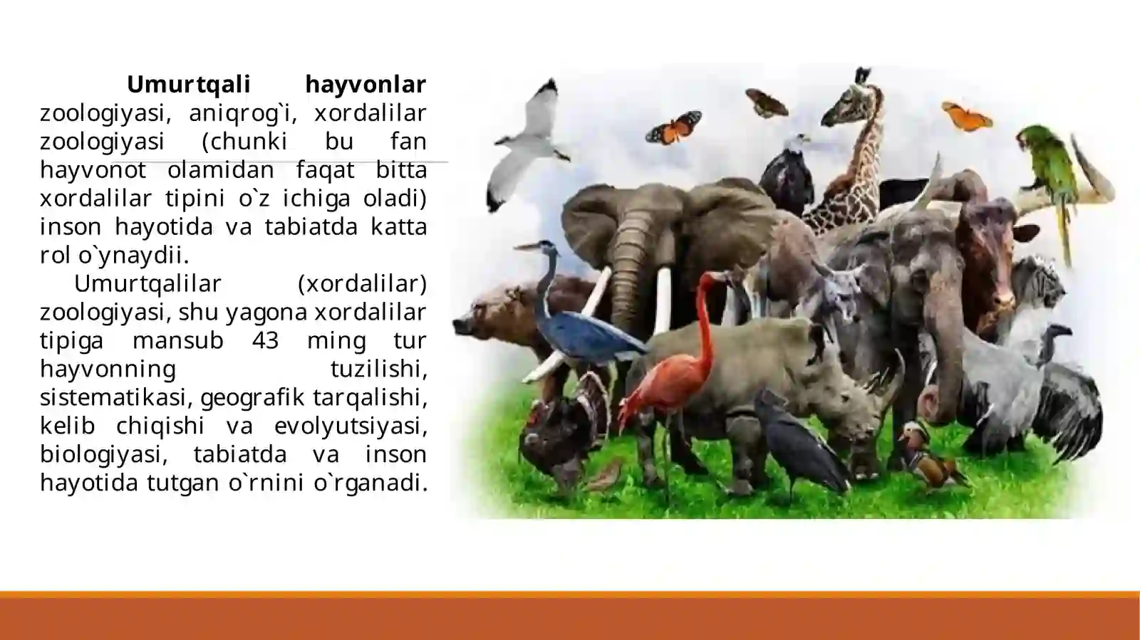 Umurqalilar zoologiyasi 2