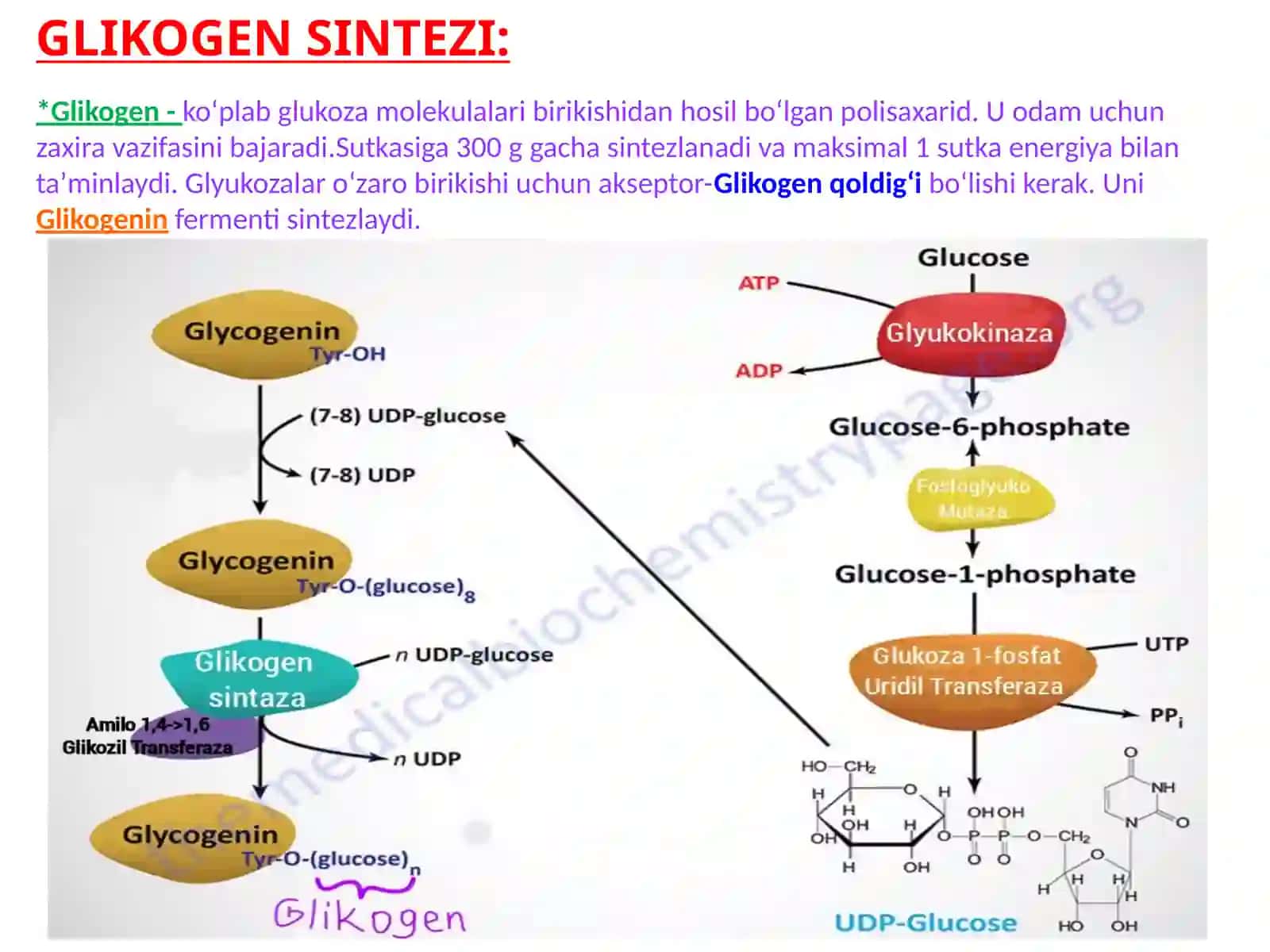 Biokimyo fanidan "GLIKOZANERGIYASIYUZASISH VA GLYUKONEOGENEZ. PENTOFOSFAT YOLINING O'ZBEKISTAN'IYATI" 2