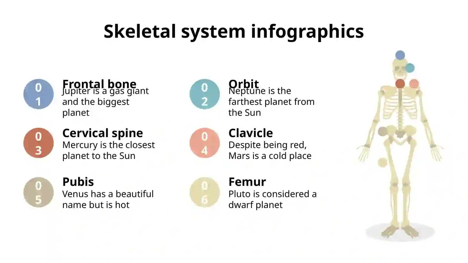 Skeletal System Infographics 2