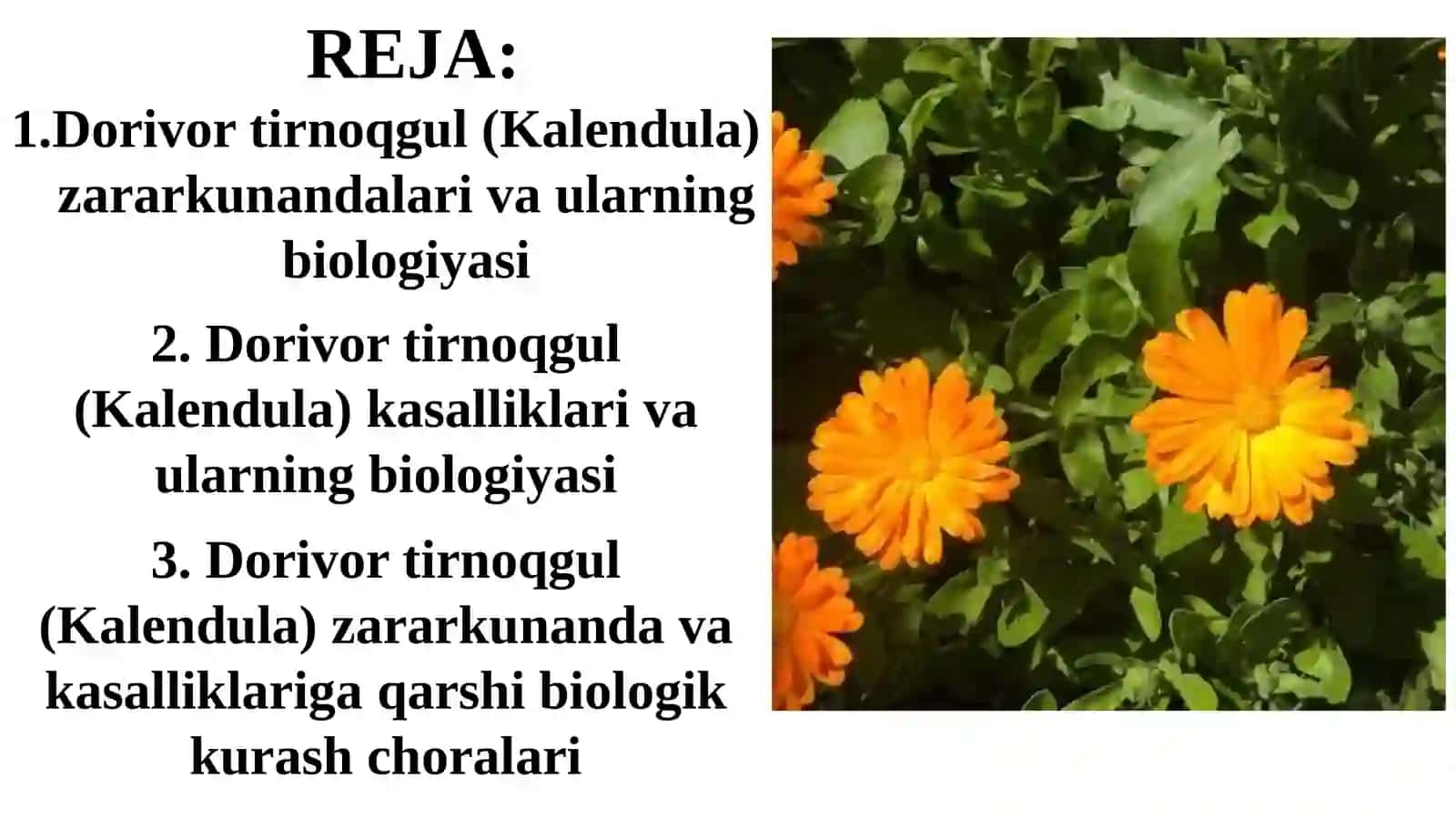 DORIVOR TIRNOQGUL (KALENDULA) ZARARKUNANDA VAKASALLIKLARI HAMDAULARGA QARSHIBIOLOGIKKURASH CHORALARI 2