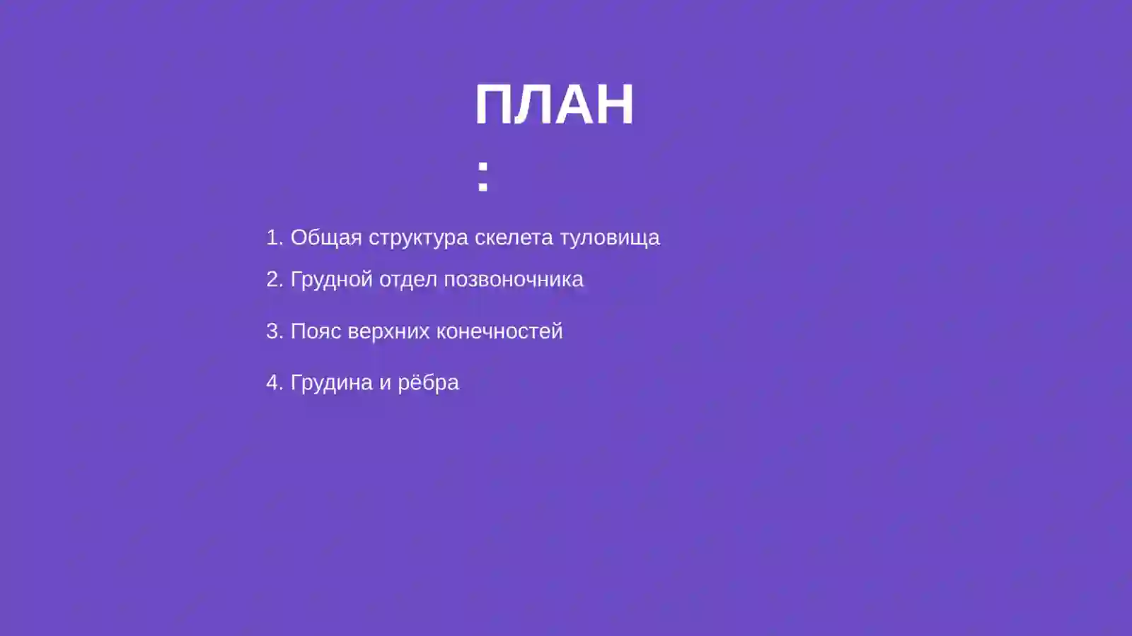 Скелет туловища 2