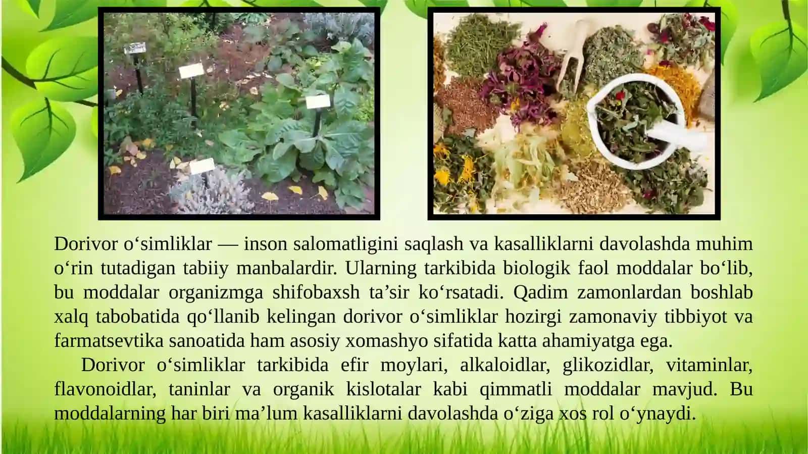 Dala yalpizi-Mentha arvensis L. oʻsimligini yetishtirish texnologiyasi 2