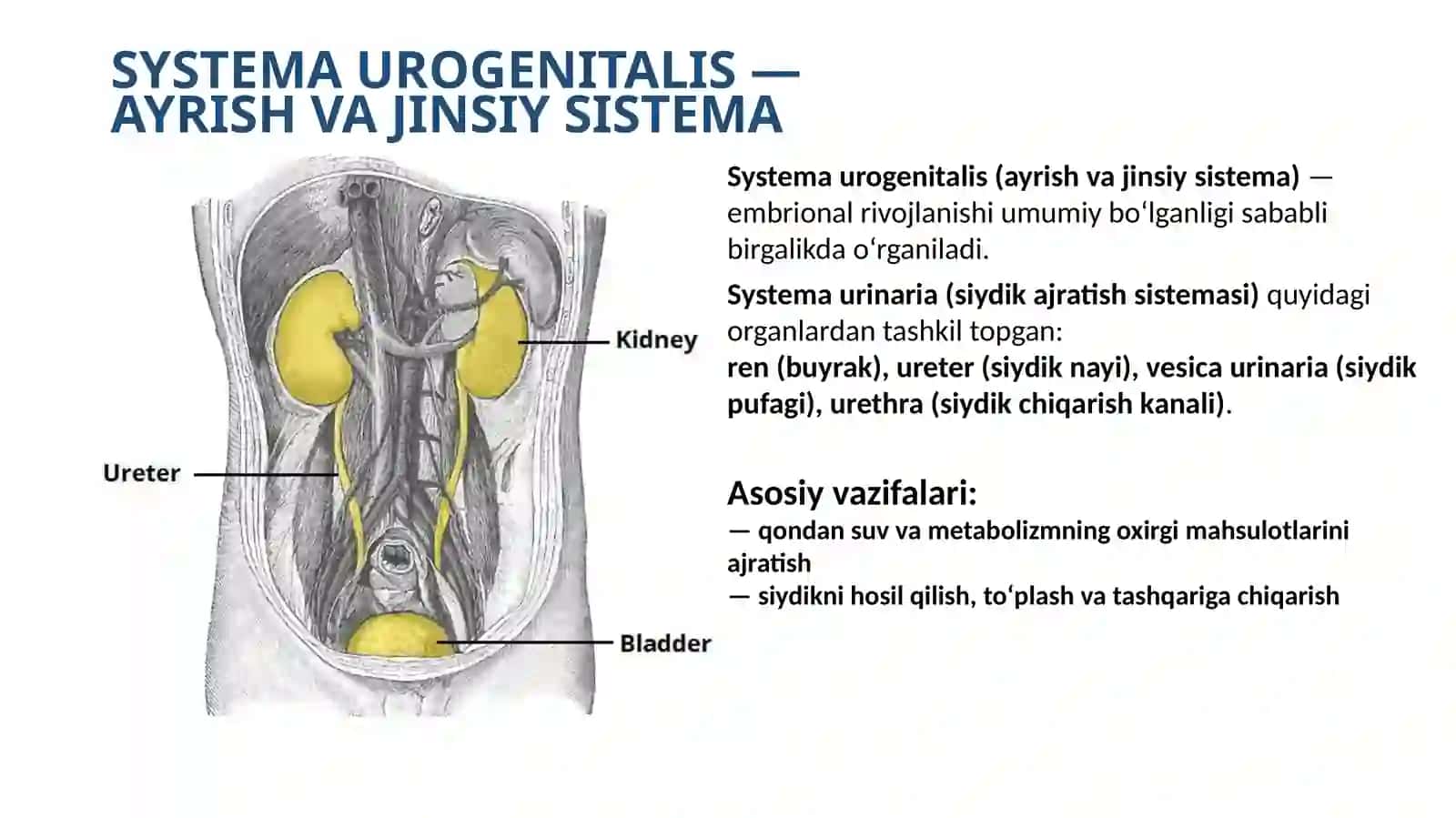 Systema urinaria: Anatomiyasi, tuzilishi va funksional ahamiyati 2