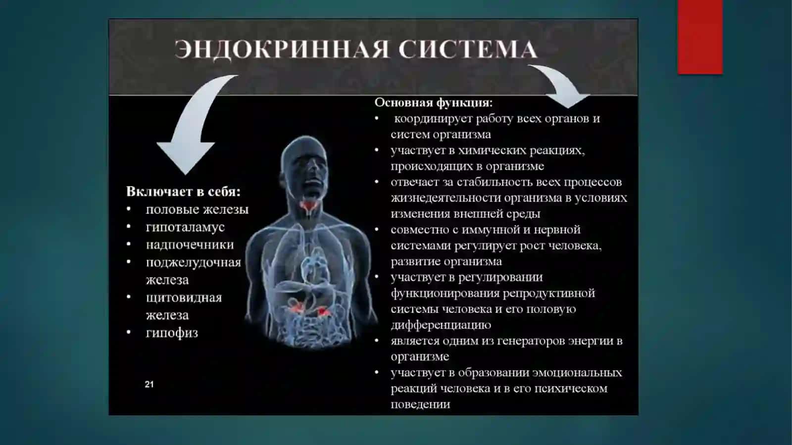 Inson endokrin tizimi 2