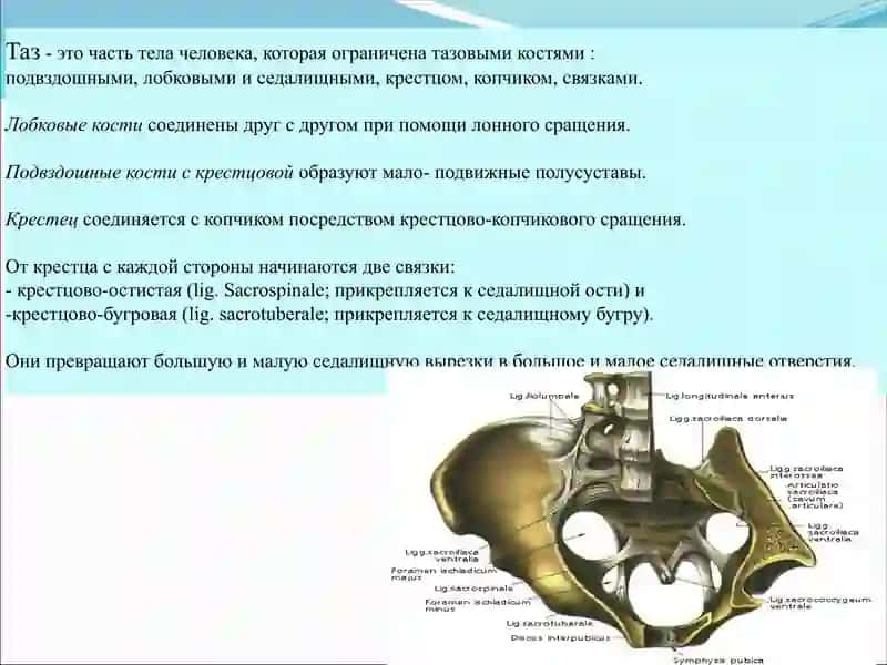 Топографическая Анатомия и оперативная хирургия таза 2