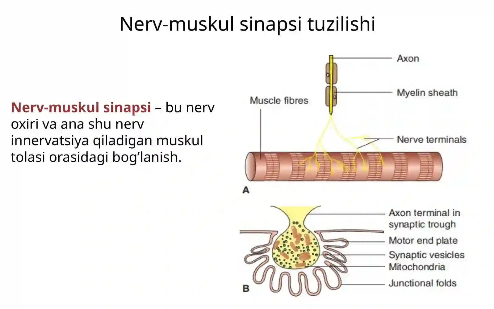 Fiziologiya 3 2