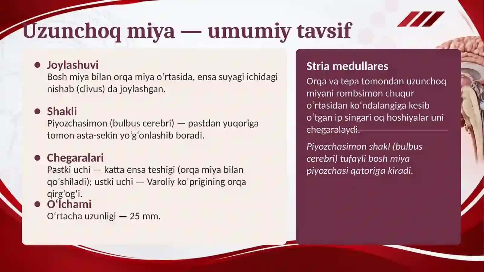 Uzunchoq miya va miya ko'prigi 2