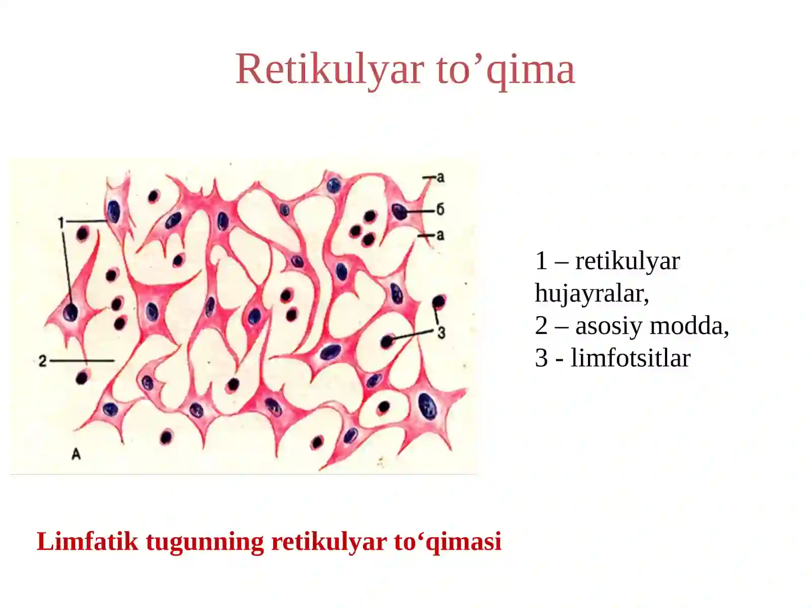 Ichkimuhitto’qimalari.Qonvashakllielementlartuzilishi,xususiyatlari 2