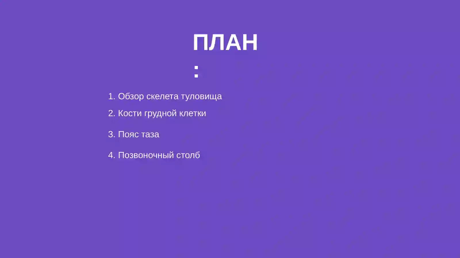 Скелет туловища 2