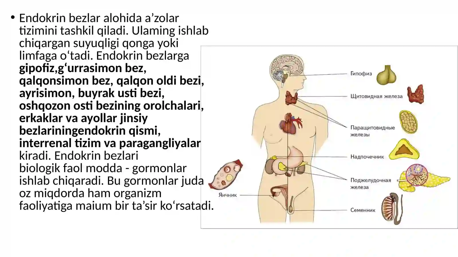 Ma'ruza-9.Endokrin bezlar. Gipofiz. Epifiz. Jinsiy bezlarning endokrin qismlari. Qalqonsimon, qalqon orqa va ayrisimon bezlar. Buyrak usti va me'da osti bezlari 2
