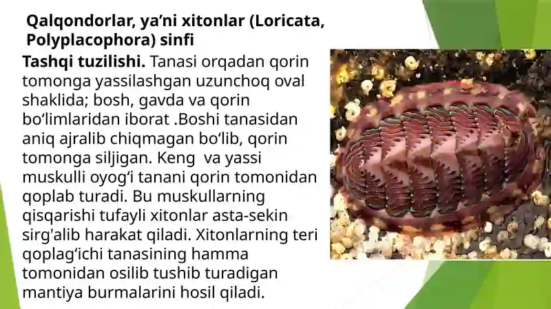Qalqondorlaryaʼnixitonlar(Loricata,Polyplacophora) sinfi 2