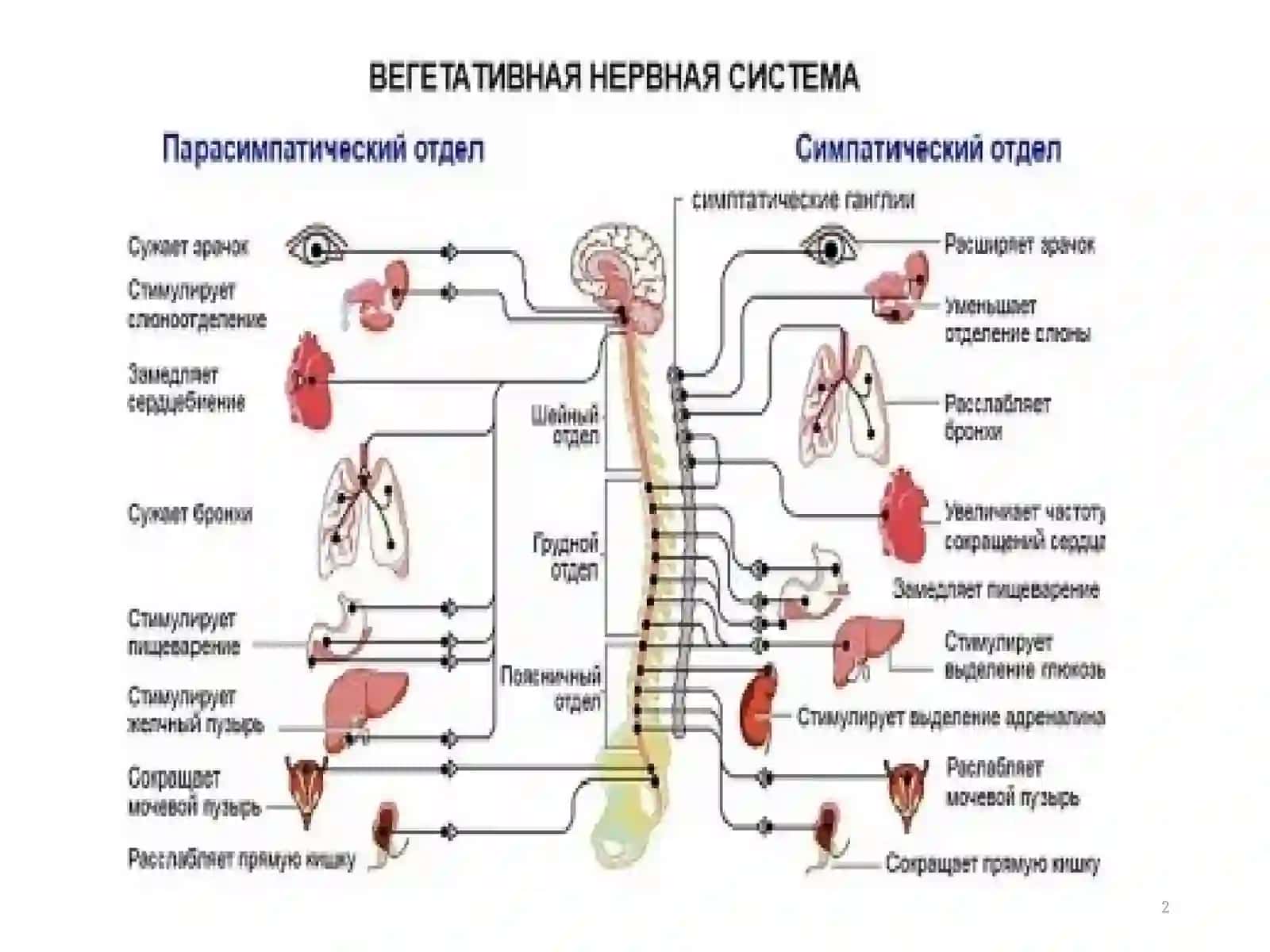 Н-ХОЛИНОРЕЦЕПТОРЛАРНИ ҚЎЗҒАТУВЧИ ВОСИТАЛАР 2