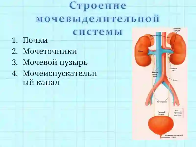 Почки 2