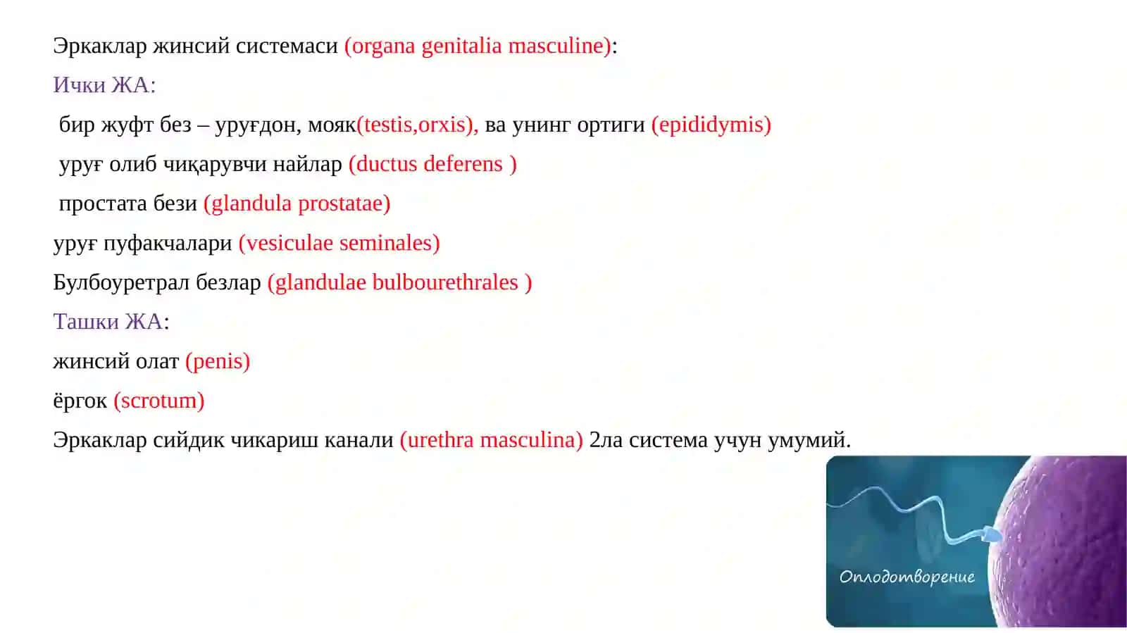 Жинсийсистема 2
