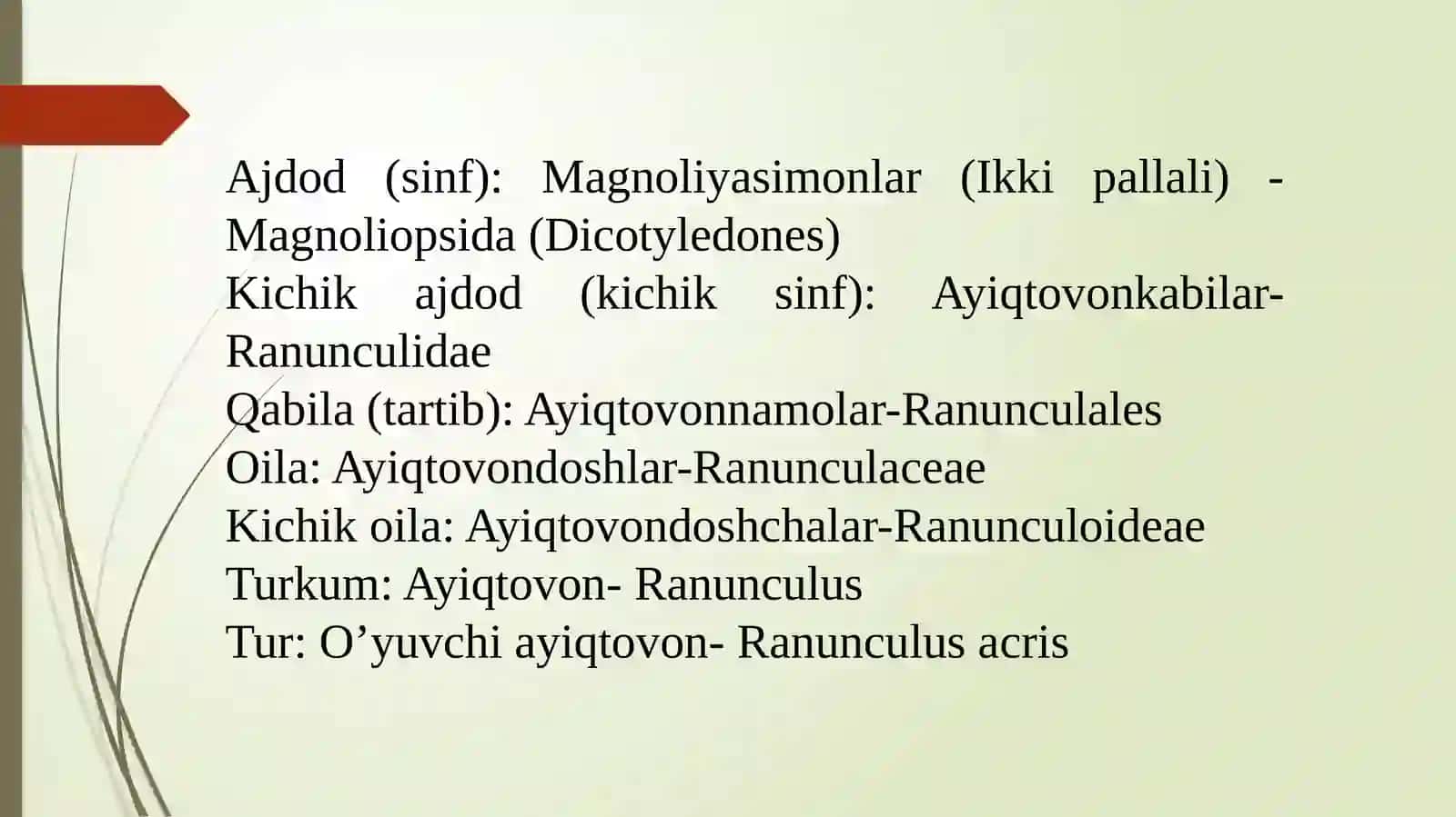 O’yuvchi ayiqtovonning (Ranunculus acris) tuzilishi va ko’payishi 2