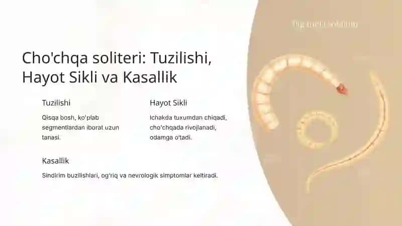 Cho'chqa soliteri 2