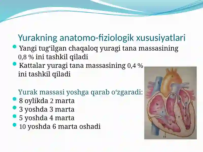 Yurak anatomiya va fiziologiyasi 2