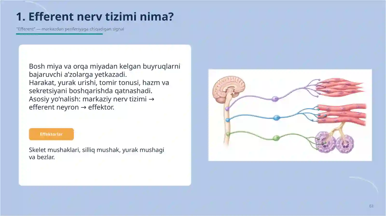 Efferent nerv sistemasi 2