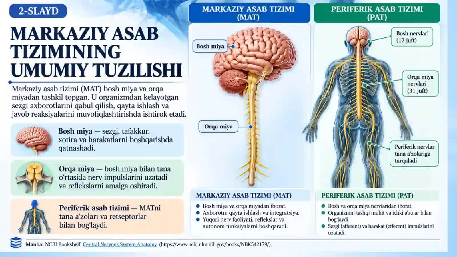 Markaziy asab tizimining anatomiyasi, tuzilishi va fiziologik vazifalari.pptx 2