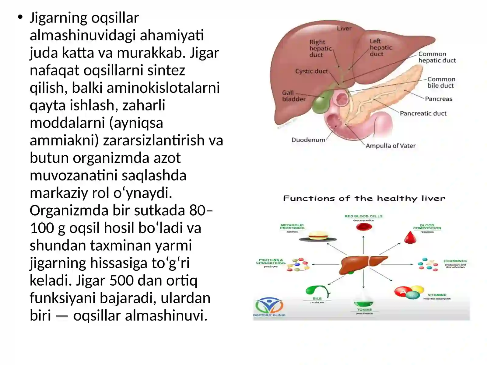 Jigarning oqsillar almashinuvidagi ahamiyati 2