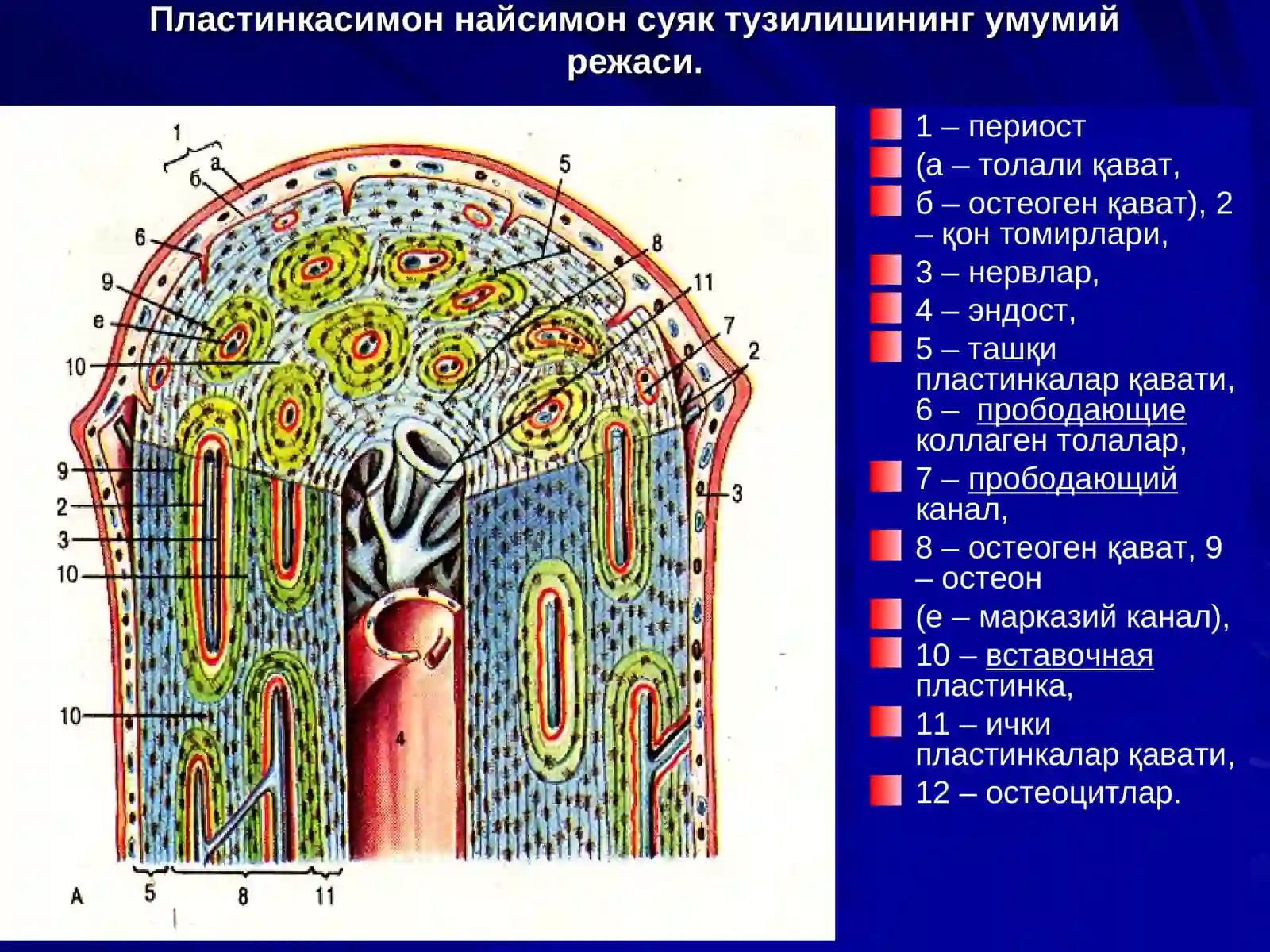 СУЯК ТЎҚИМА 2