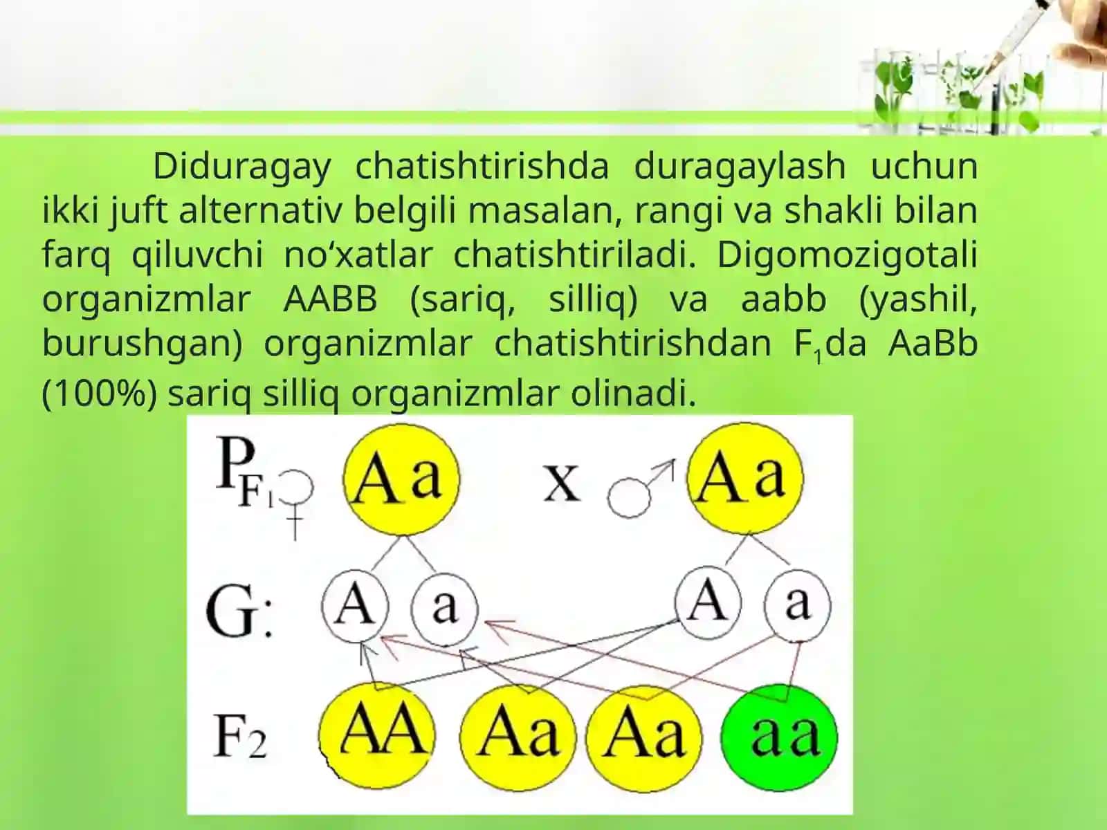 DIDURAGAY VA POLIDURAGAY CHATISHTIRISH.G.MENDELNING UCHINCHI QONUNI 2