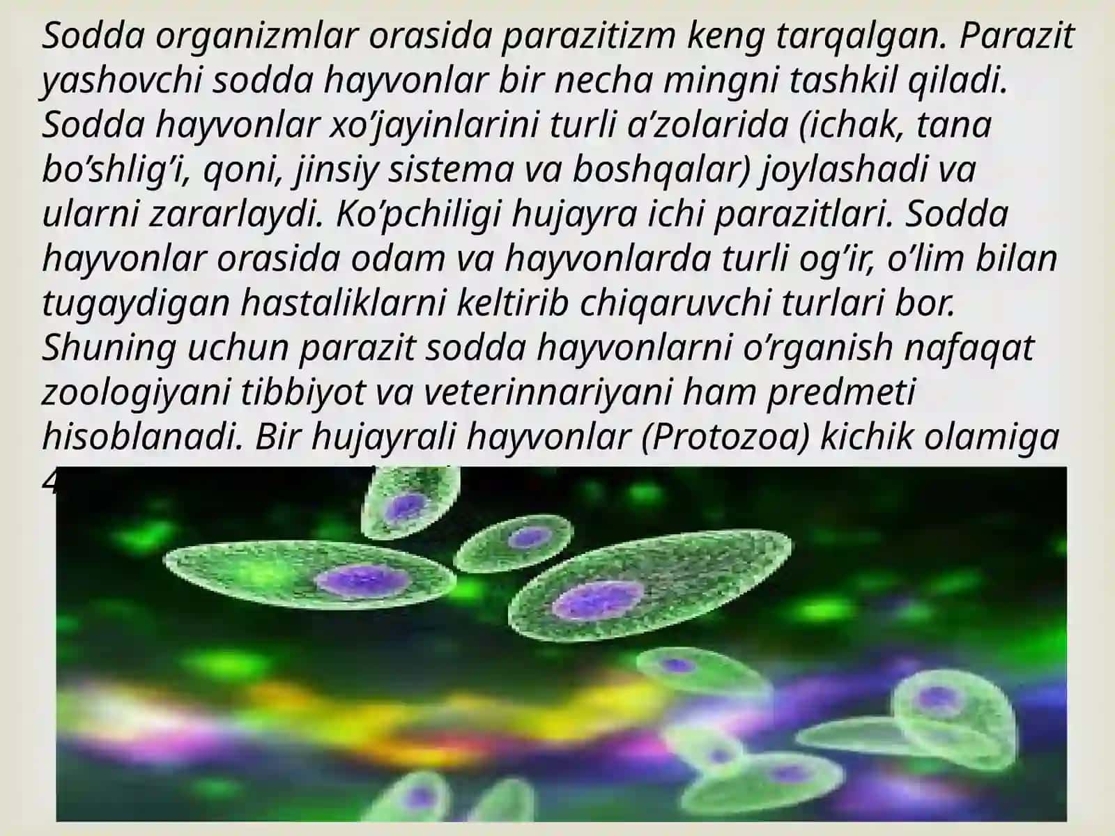 Sodda hayvonlar 2