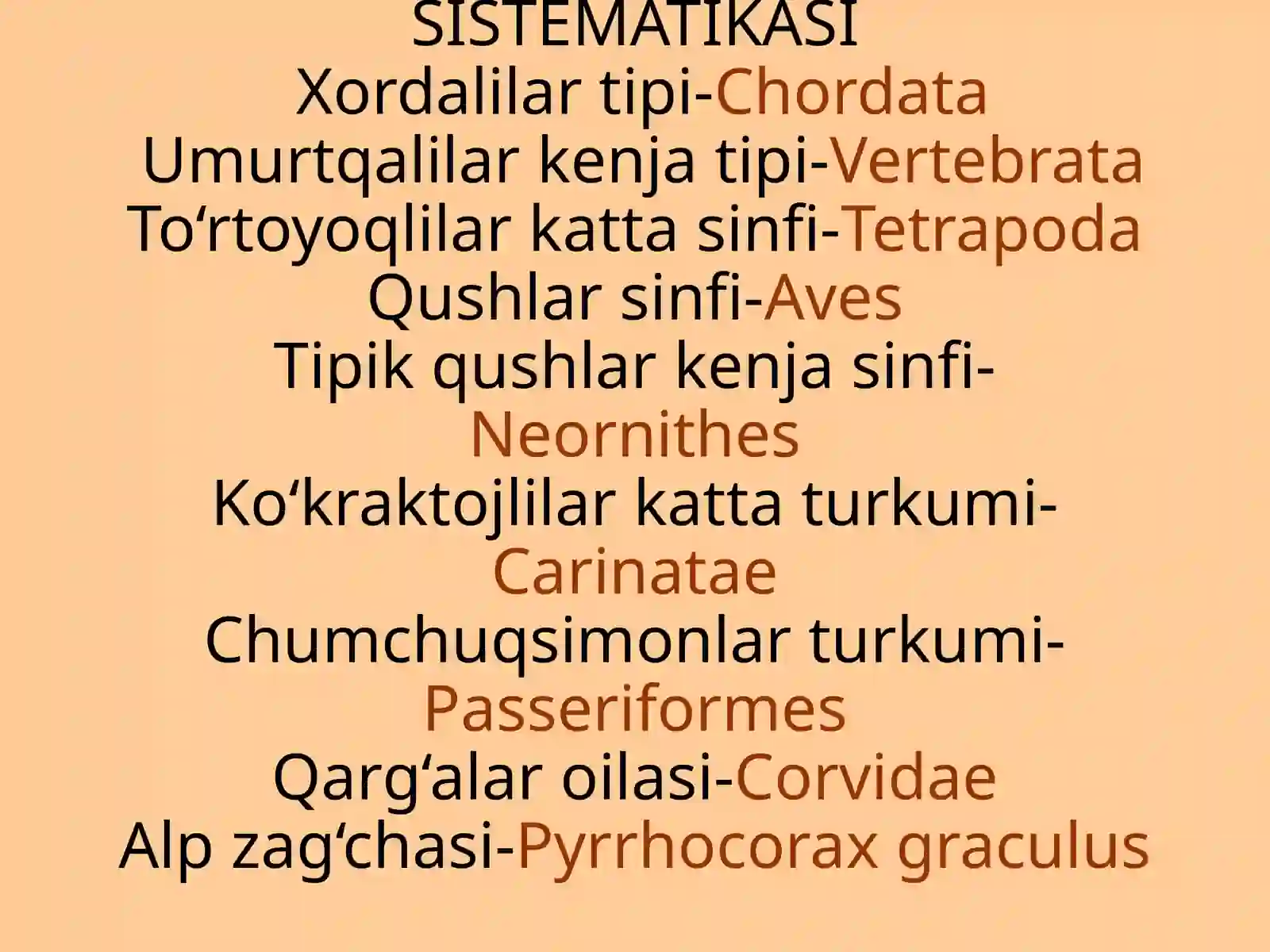 Alpzag‘chasi-Pyrrhocoraxgraculus(Альпийскаягалка) 2