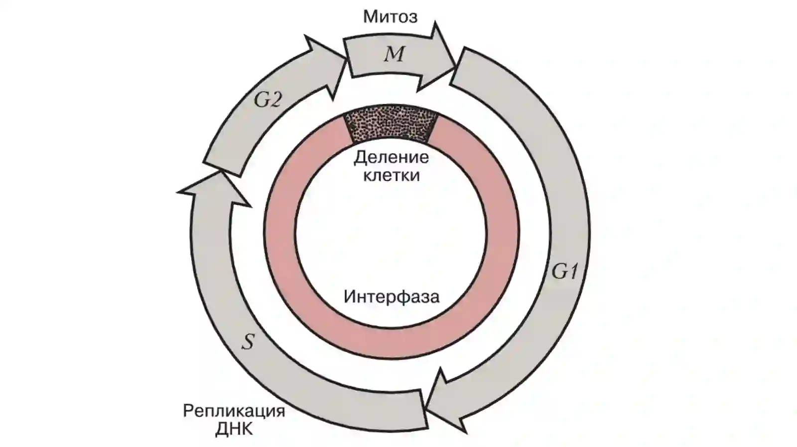 Клеточный цикл 2