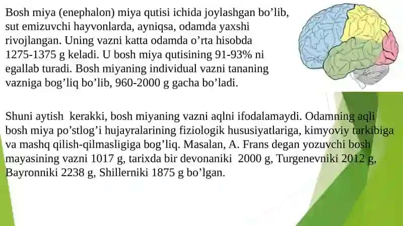 Bosh miya tuzilishi. Katta yarimsharlar tuzilishi. 2
