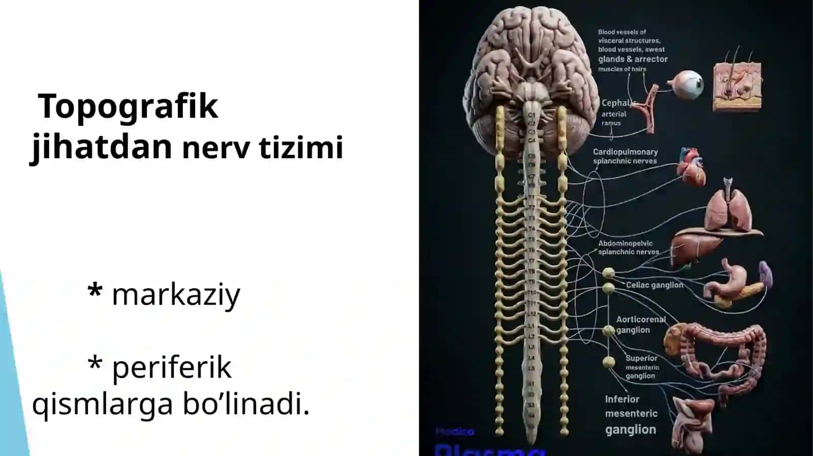 Markaziy nerv tizimining funsional anatomiyasi 2