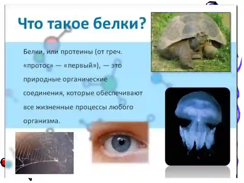 СТРОЕНИЕ И СВОЙСТВА БЕЛКОВ 2