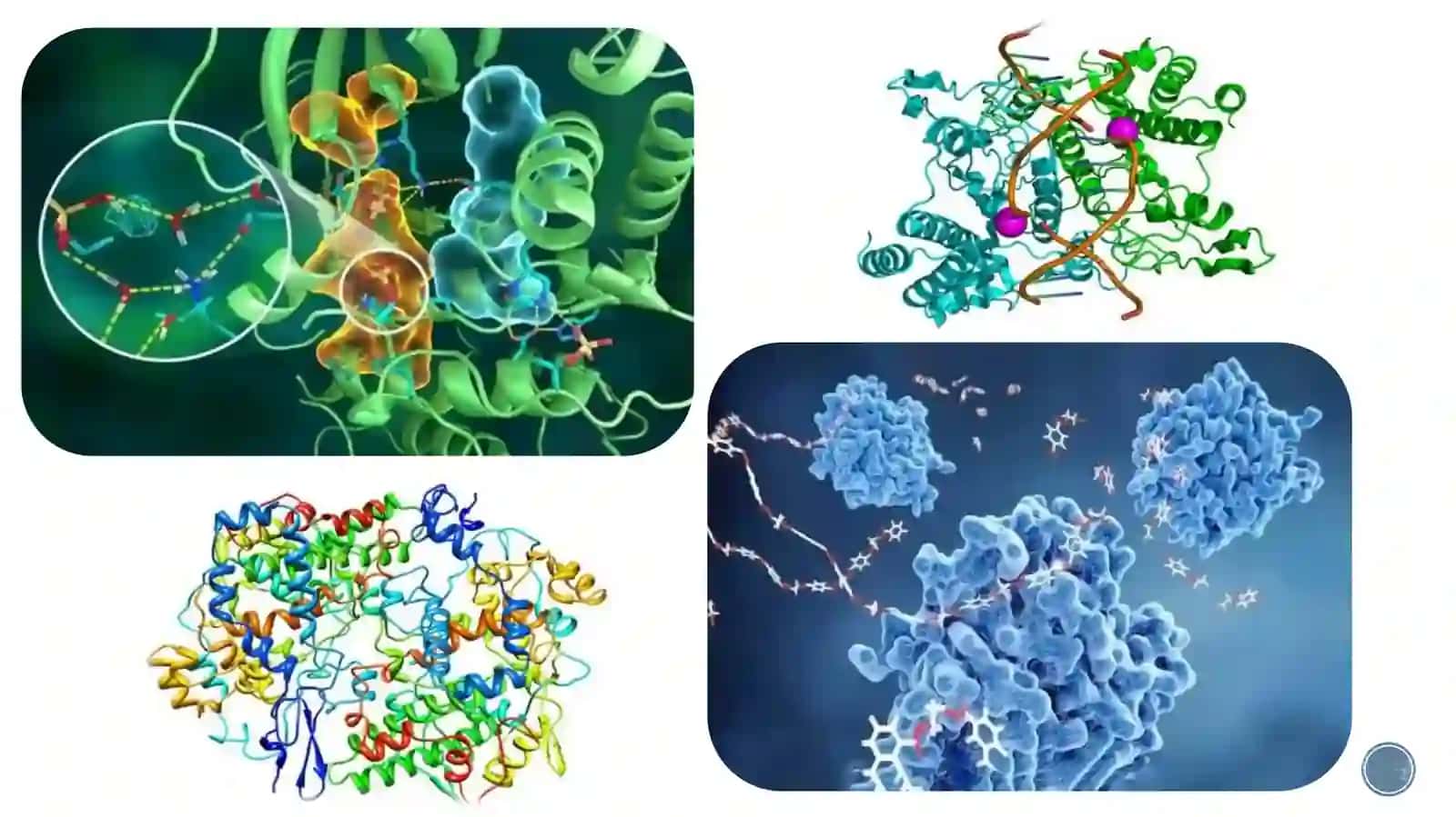Fermentlar.Fermentlarningbiologikkatalizatorsifatidao’zigaxosxususiyatlari 2