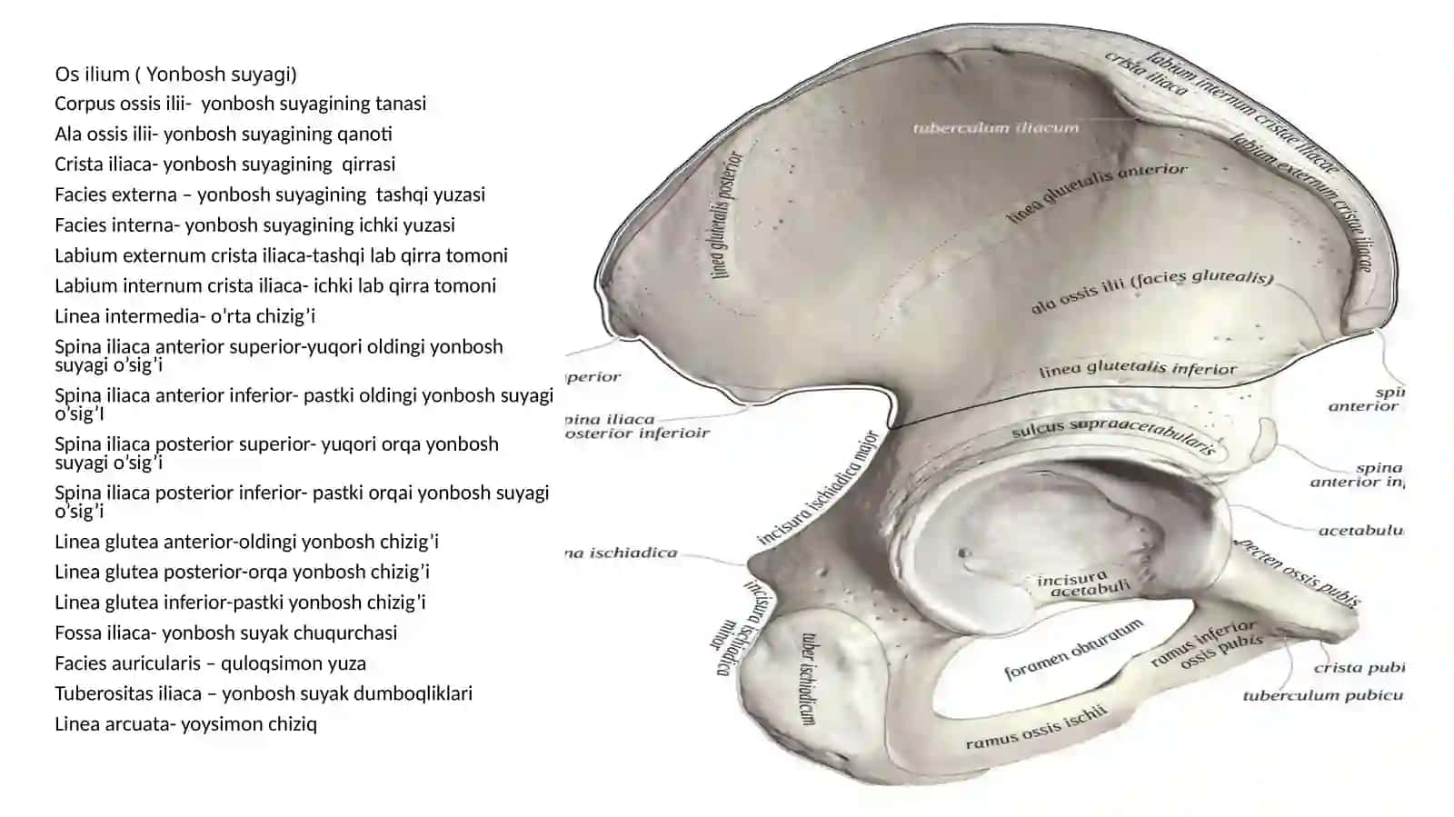 Oscoxa 2