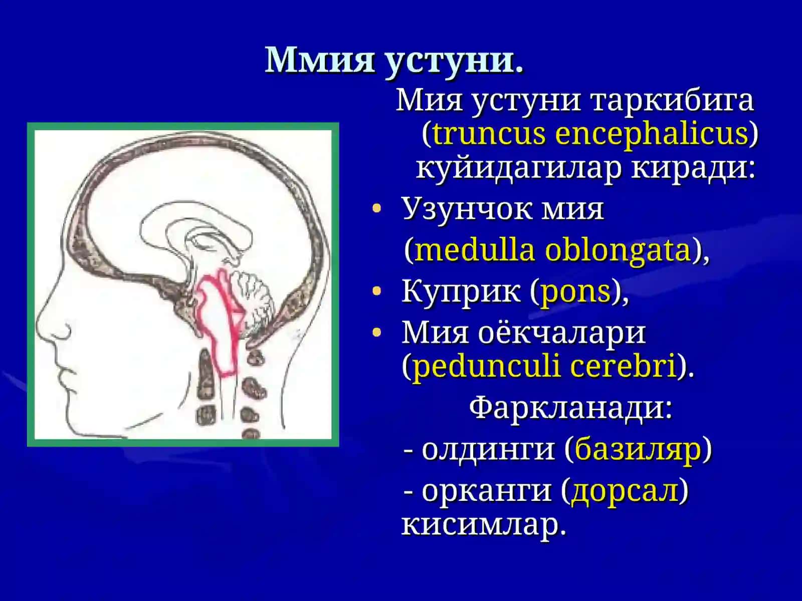 Мия устуни 2